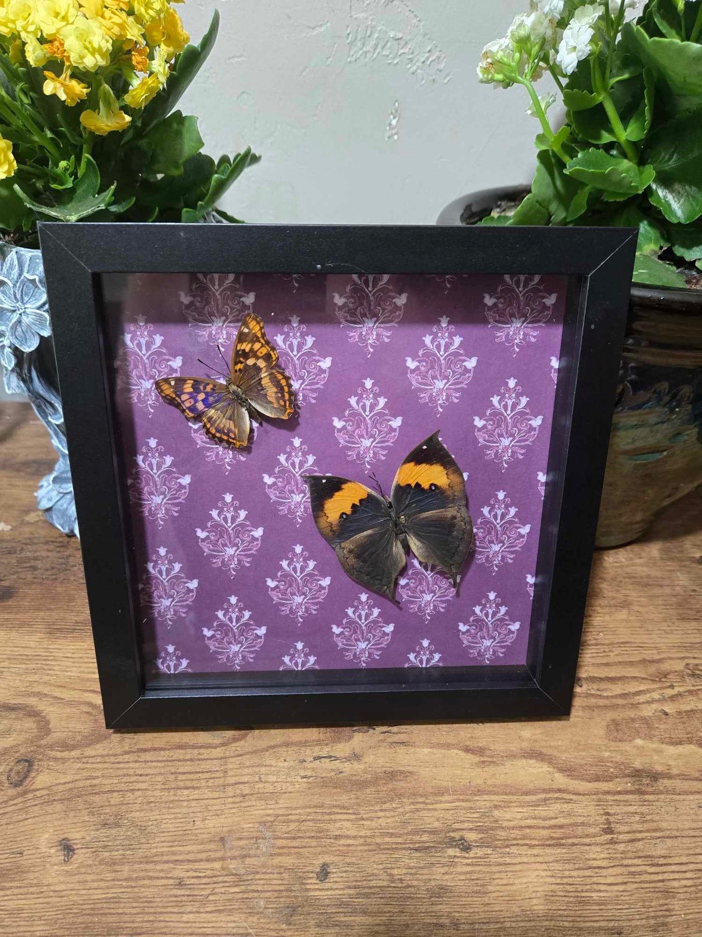 Butterfly Specimen Shadow Box