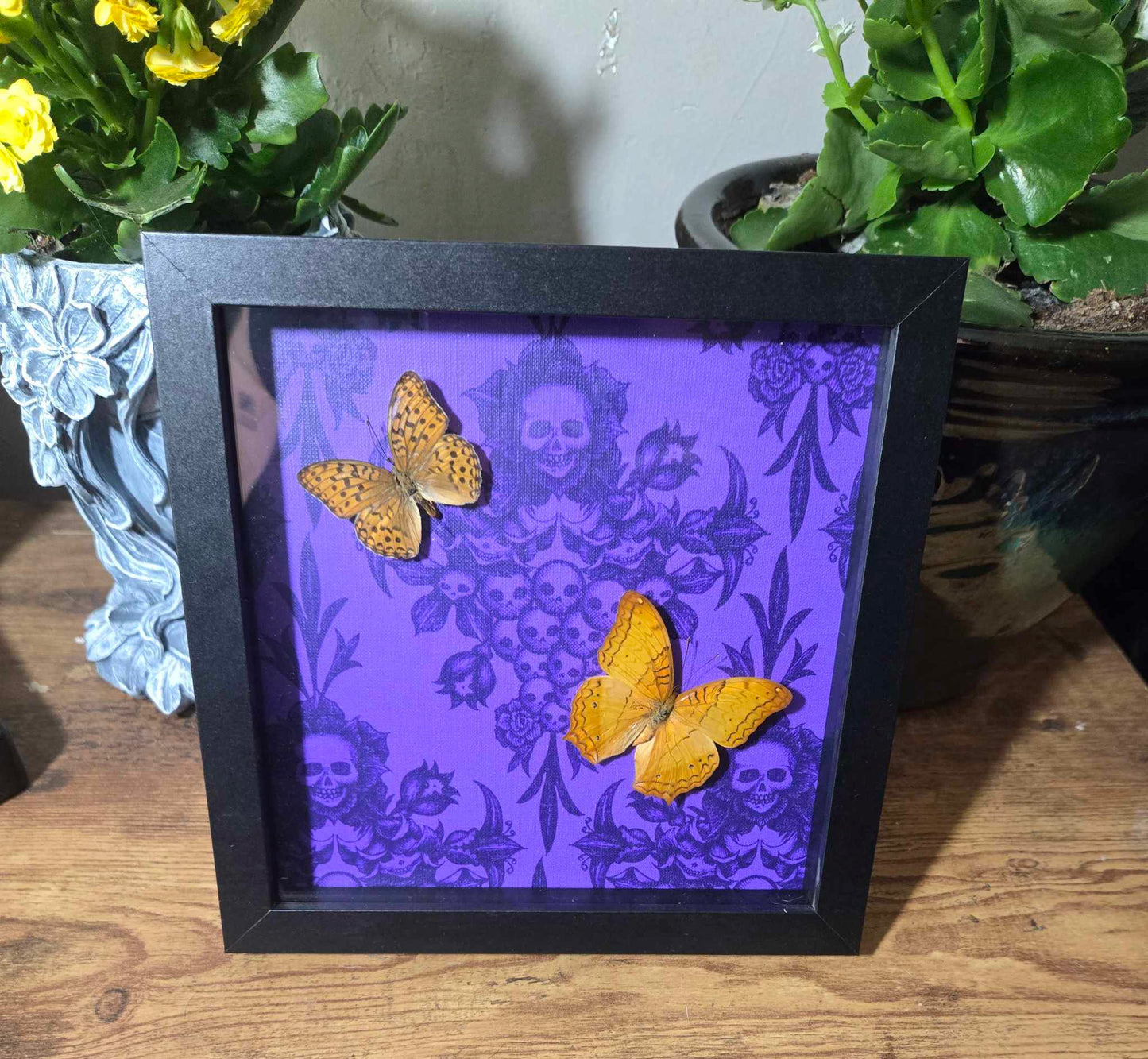 Butterfly Specimen Shadow Box