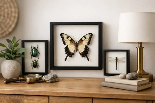 Framed Insect Specimen Decor That Actually Works