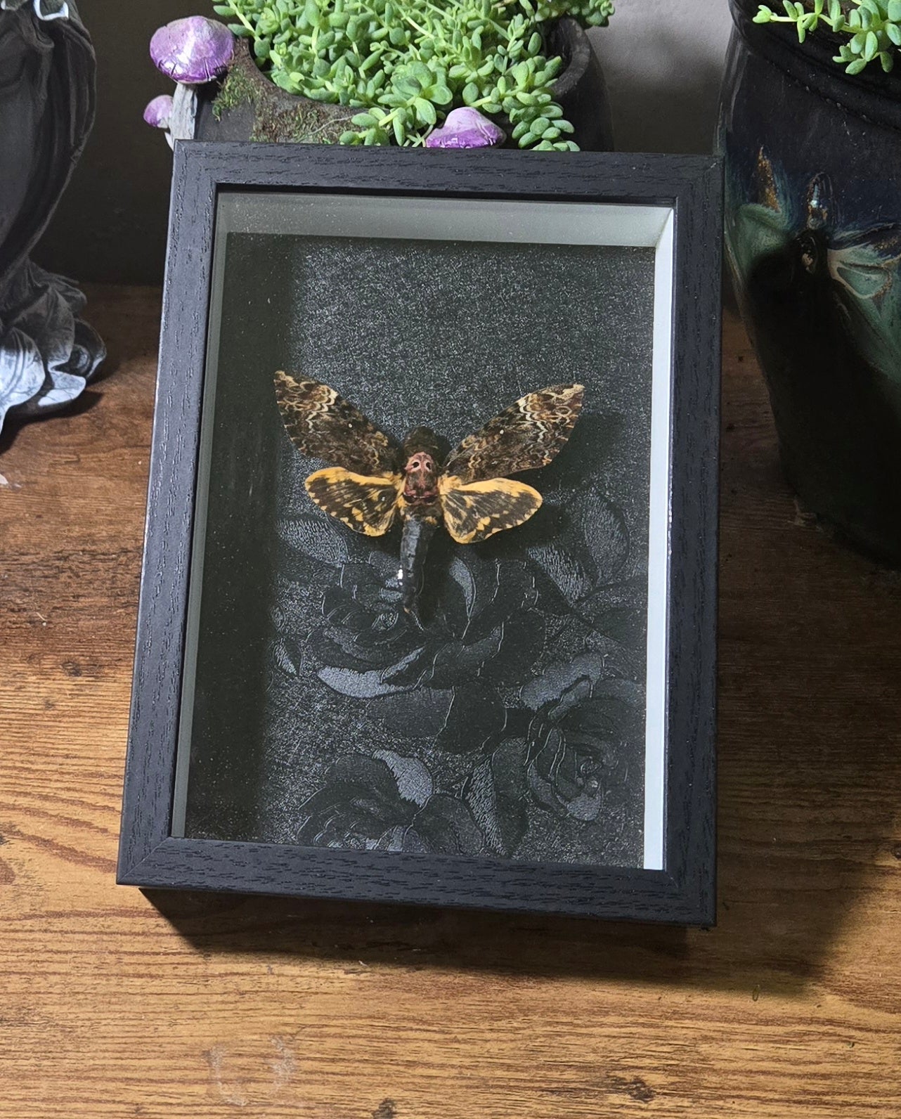 Death Moth Shadow Box