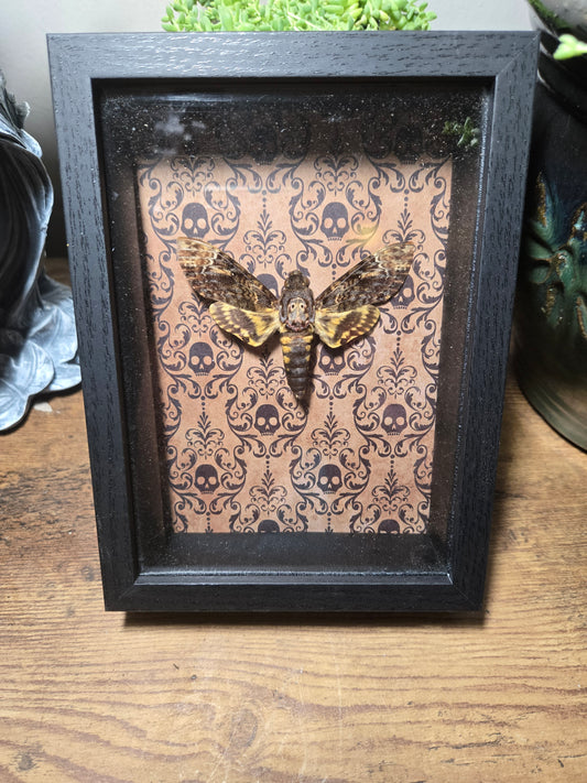 Death Moth Shadow Box