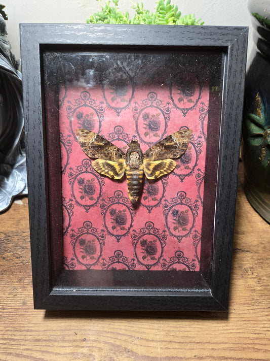 Death Moth Shadow Box