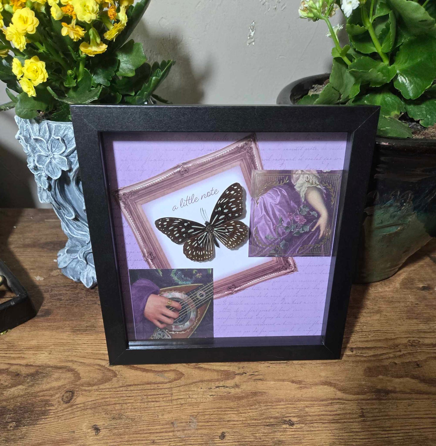 Butterfly Specimen Shadow Box